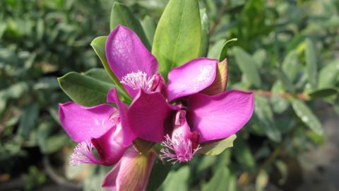 Polygala myrtifolia, le polygale à feuilles de myrte, est l’une des plantes les plus touchées par Xylella fastidiosa ©Valérie Vidril